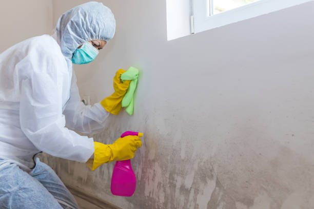 Best Water Damage & Mold Remediation in USA